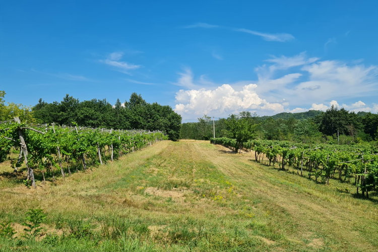 Lokacija: Obalno - kraška, Koper, Marezige
