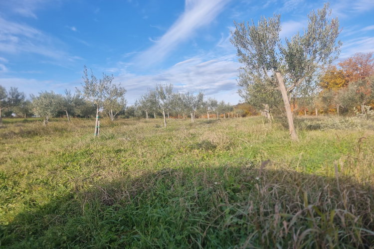 Lokacija: Obalno - kraška, Izola, Korte