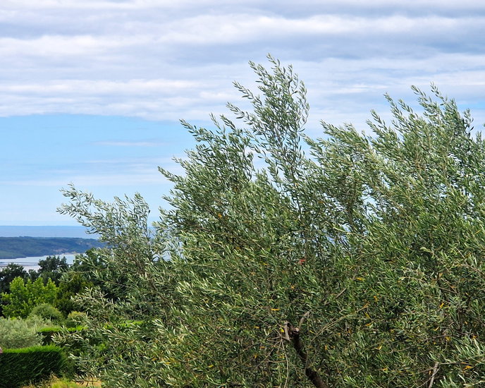 Lokacija: Obalno - kraška, Piran, Sv. Peter