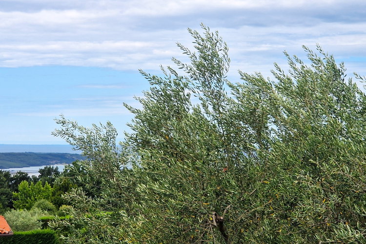 Lokacija: Obalno - kraška, Piran, Sv. Peter