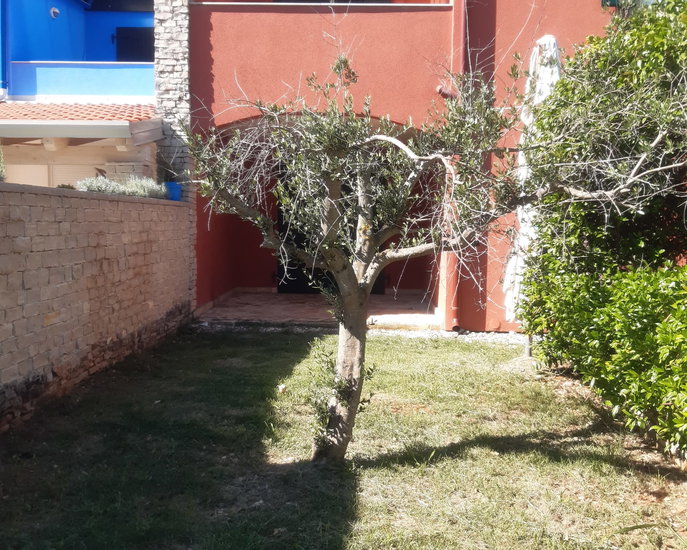 Lokacija: Hrvaška, Istarska županija, Bašanija