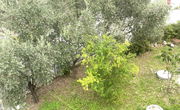 Location: Obalno - kraška, Izola, Jagodje