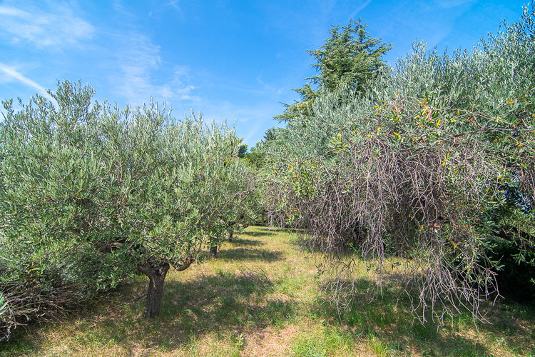 Lokacija: Obalno - kraška, Piran, Šentjane