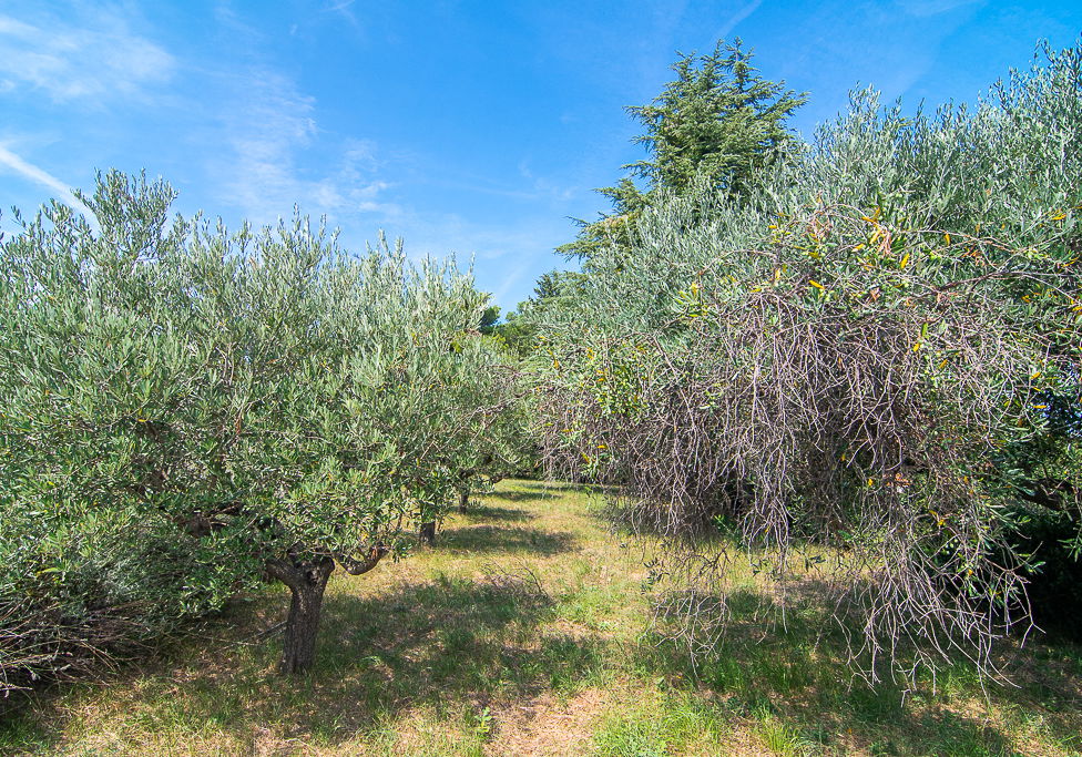 Lokacija: Obalno - kraška, Piran, Šentjane