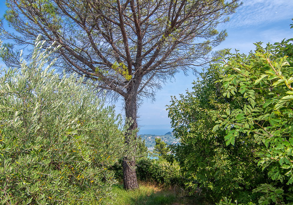 Lokacija: Obalno - kraška, Piran, Šentjane