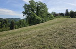 Lokacija: Podravska, Videm, Berinjak
