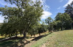 Lokacija: Pomurska, Kuzma