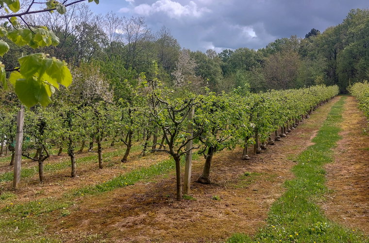 Lokacija: Obalno - kraška, Hrpelje - Kozina, Ocizla