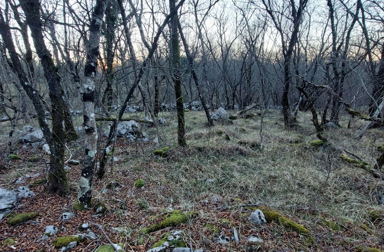 Lokacija: Obalno - kraška, Sežana, Lipica