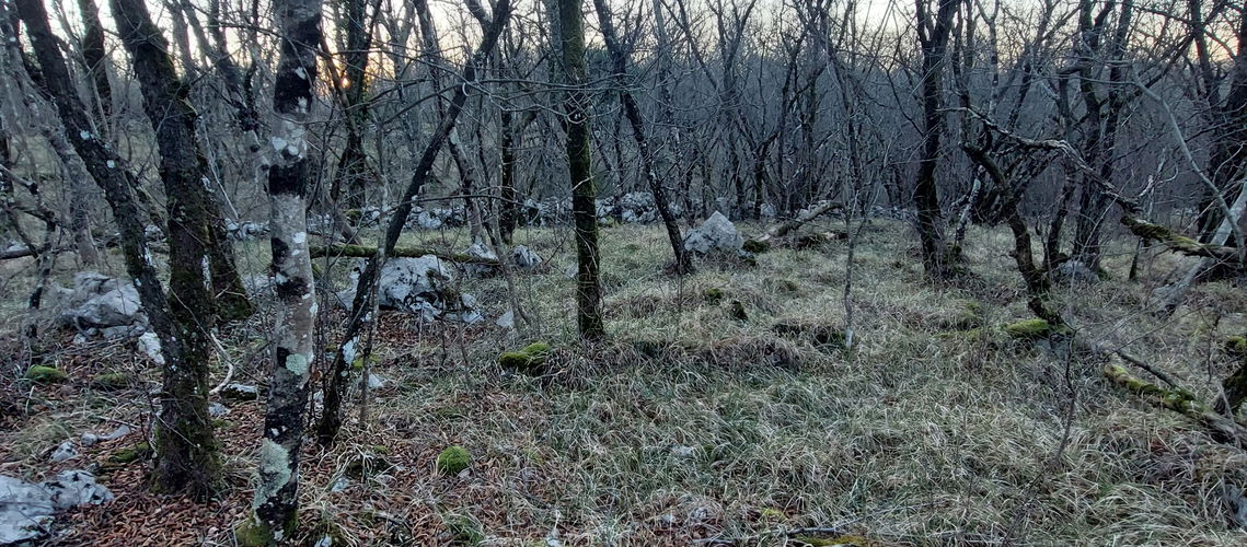 Lokacija: Obalno - kraška, Sežana, Lipica