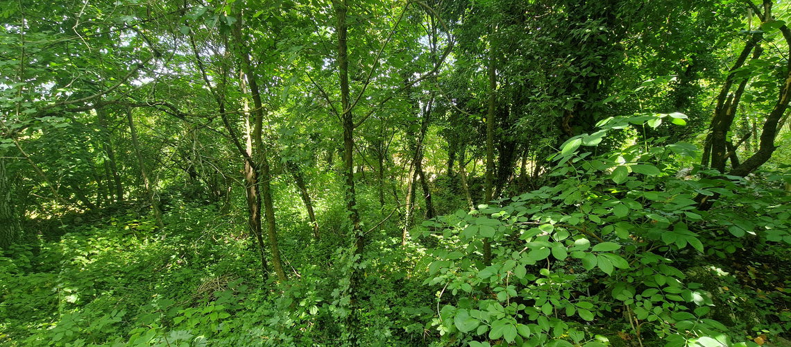 Lokacija: Obalno - kraška, Sežana, Prelože pri Lokvi