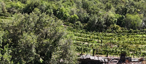 Nepremičnina: Prodaja, Parcela, Zazidljiva Lokacija: Goriška, Nova Gorica, Preserje