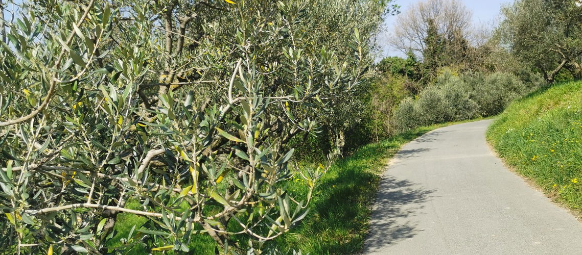 Lokacija: Obalno - kraška, Izola, Nožed