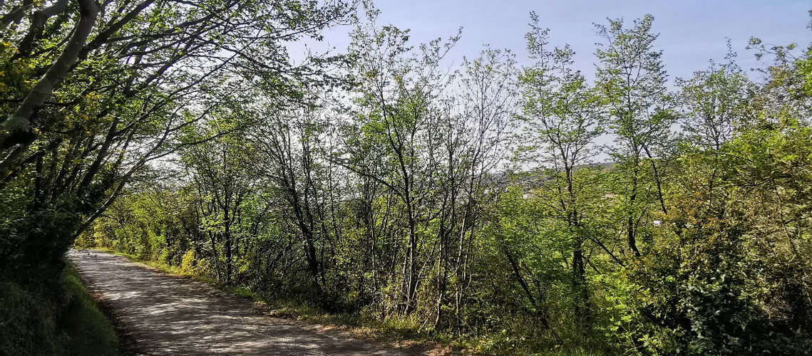 Lokacija: Obalno - kraška, Izola, Nožed