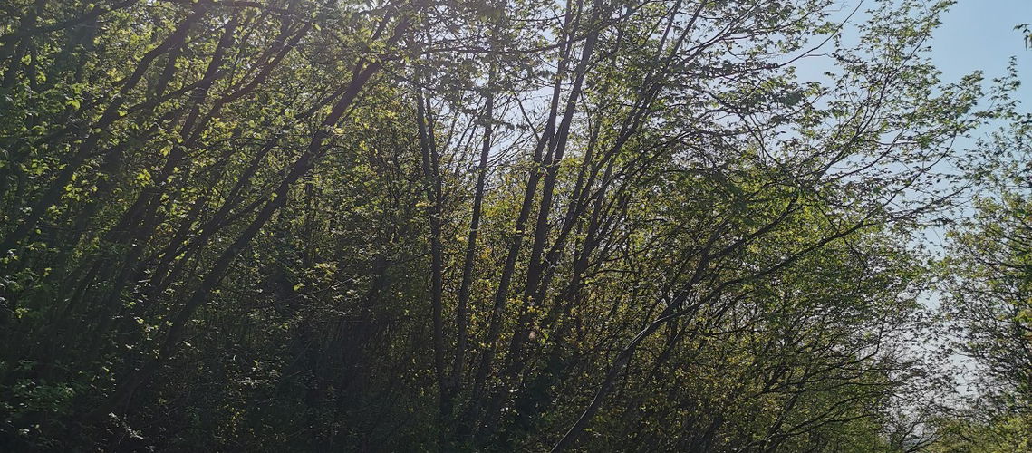Lokacija: Obalno - kraška, Izola, Nožed