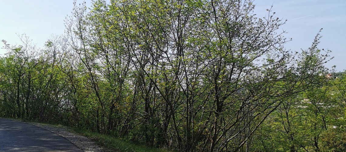 Lokacija: Obalno - kraška, Izola, Nožed