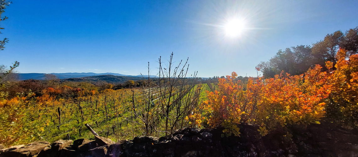 Lokacija: Obalno - kraška, Koper, Kolomban