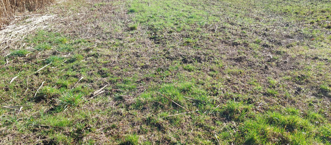 Lokacija: Obalno - kraška, Koper, Kampel