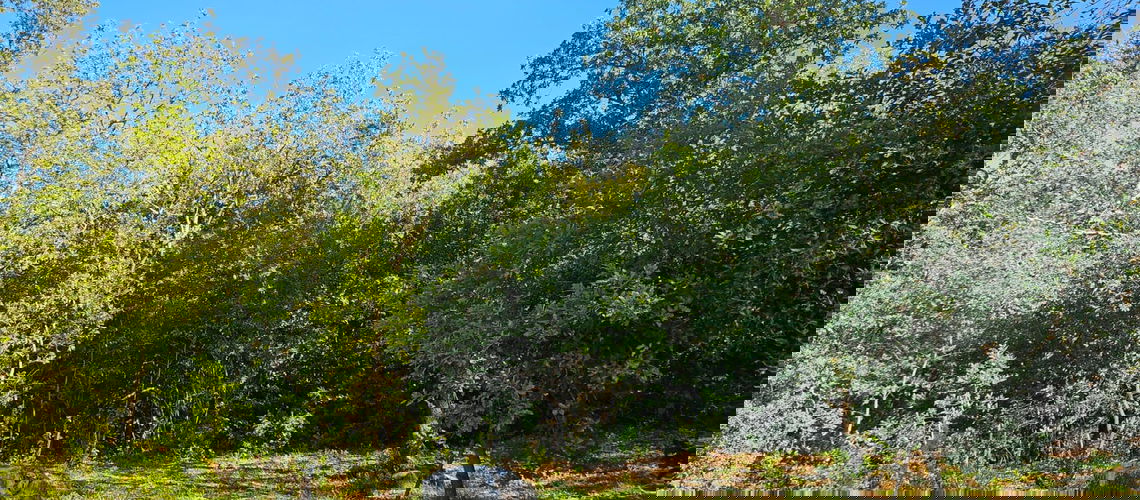 Lokacija: Hrvaška, Istarska županija, Buje, Kaštel