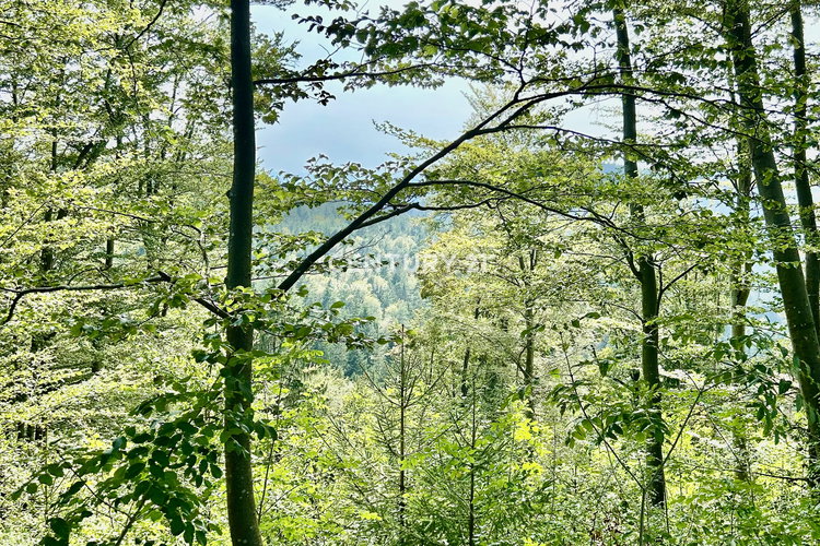 Location: Lubiana periferia, Kamnik, Velika Lašna
