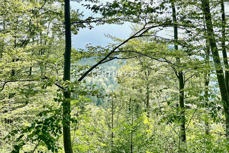Location: Ljubljana okolica, Kamnik, Velika Lašna