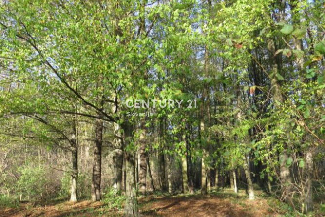 Location: Jugovzhodna Slovenija, Žužemberk, Hinje
