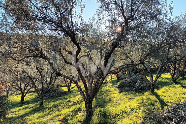 Lokacija: Obalno - kraška, Izola, Jagodje