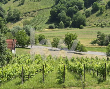 Lokacija: Podravska, Maribor, Ruperče