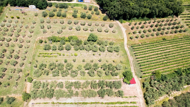 Lokacija: Obalno - kraška, Koper, Pobegi