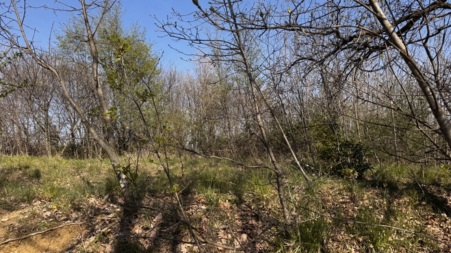 Lokacija: Obalno - kraška, Koper, Sveti Anton