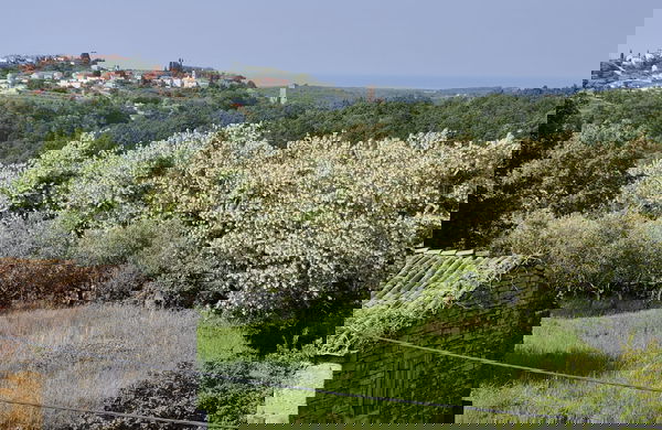 Lokacija: Hrvaška, Istarska županija, Buje, Momjan