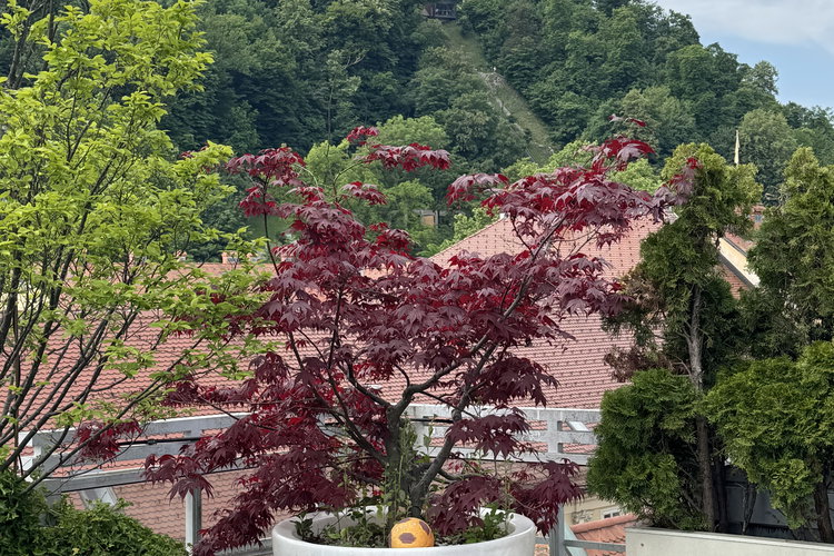 Lokacija: Ljubljana, Center, Poljane