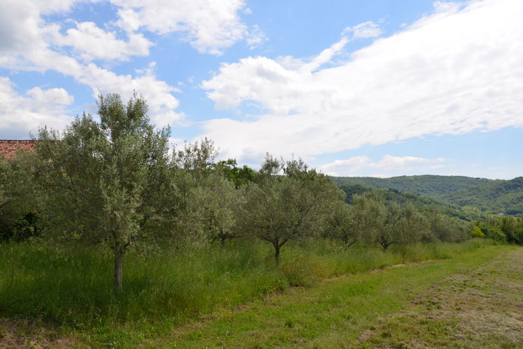 Lokacija: Obalno - kraška, Izola, Jagodje