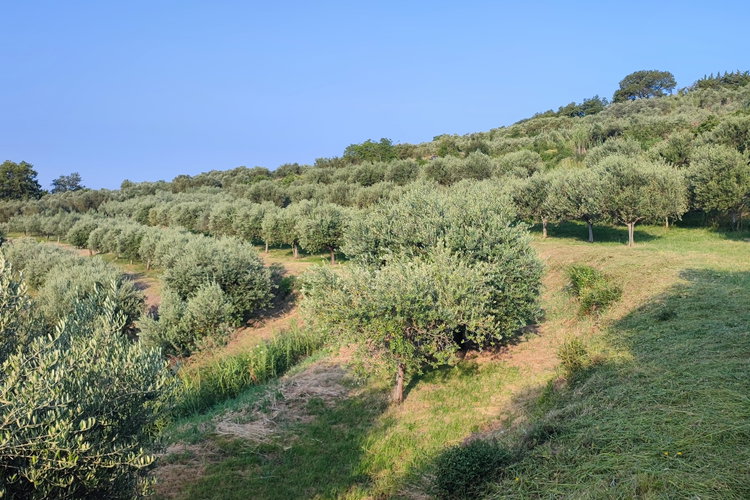 Lokacija: Obalno - kraška, Izola, Nožed