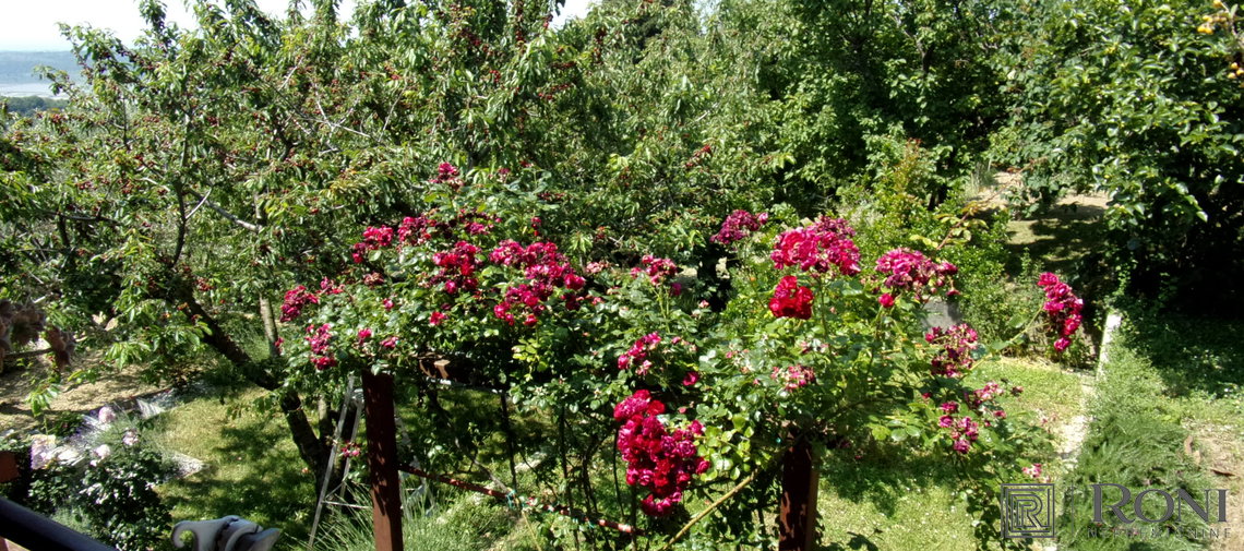 Location: Coastal-Karst, Izola, Malija