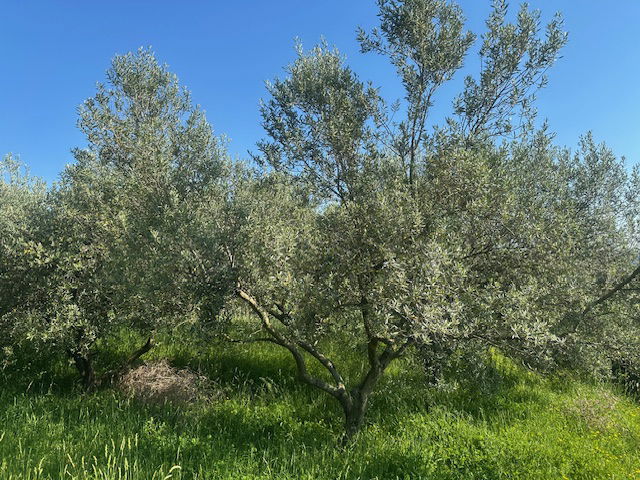 Lokacija: Obalno - kraška, Piran, Vinjole