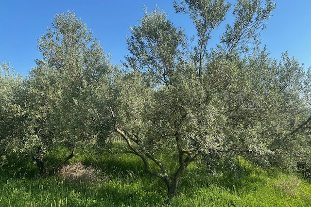 Lokacija: Obalno - kraška, Piran, Vinjole