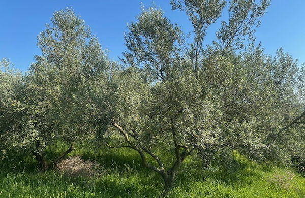 Lokacija: Obalno - kraška, Piran, Vinjole