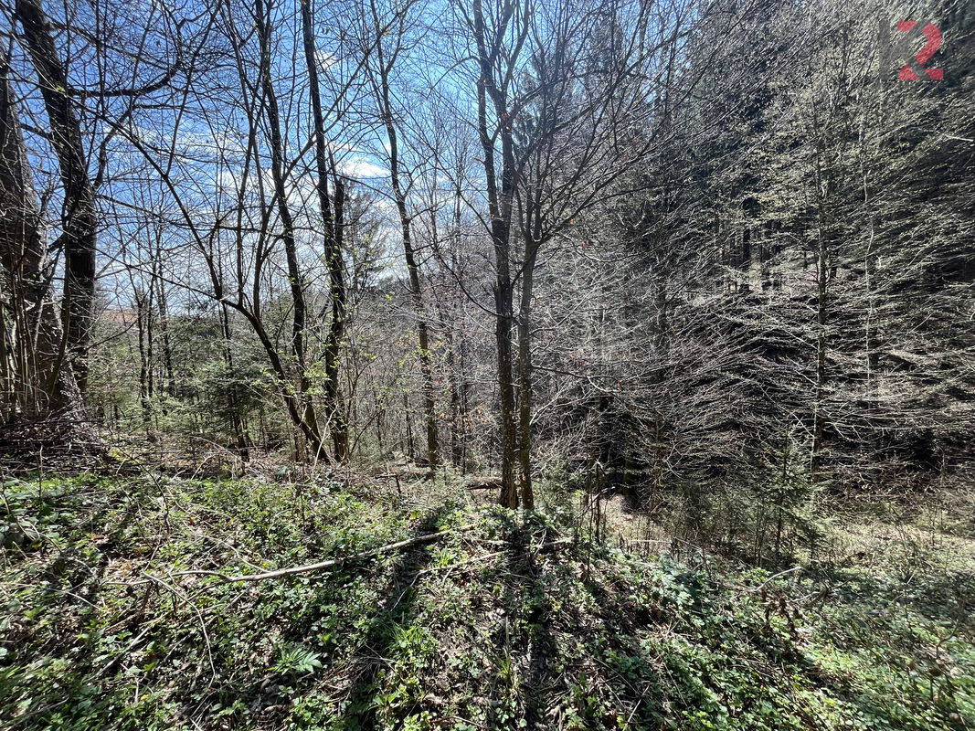 Lokacija: Podravska, Hoče - Slivnica, Slivniško pohorje