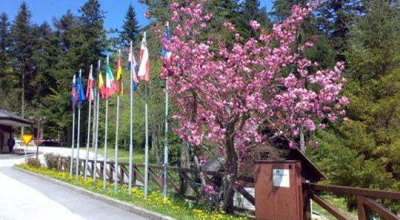 Lokacija: Notranjsko - kraška, Postojna, Postojna