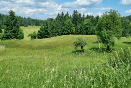 Lokacija: Notranjsko - kraška, Bloke, Radlek