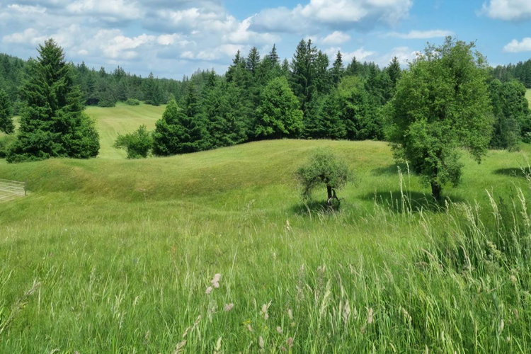 Lokacija: Notranjsko - kraška, Bloke, Radlek