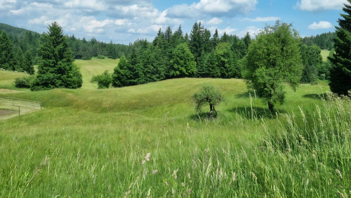 Lokacija: Notranjsko - kraška, Bloke, Radlek