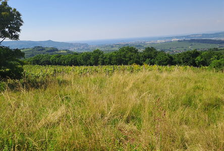 Lokacija: Obalno - kraška, Koper, Marezige