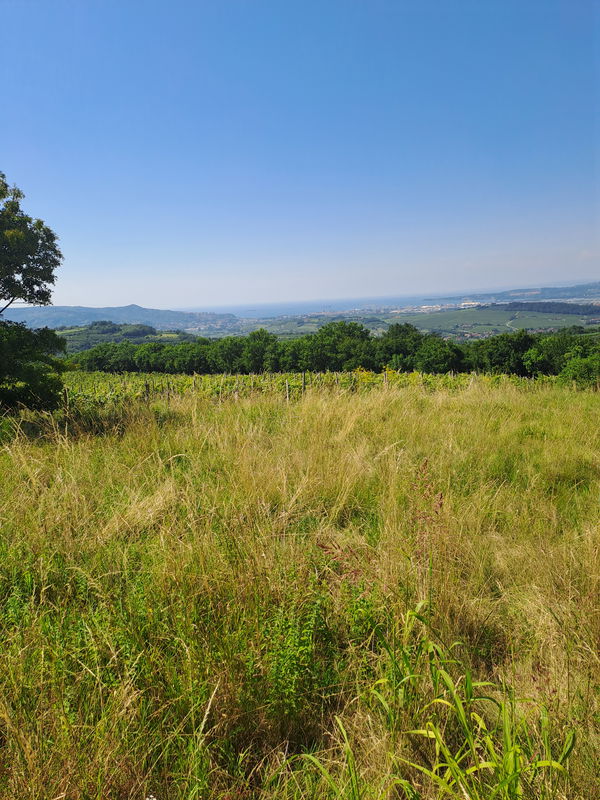 Lokacija: Obalno - kraška, Koper, Marezige