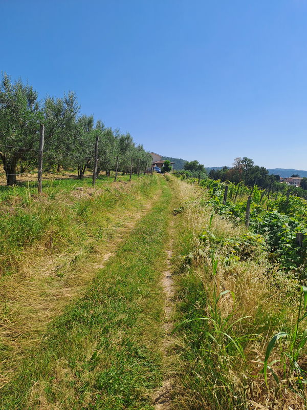 Lokacija: Obalno - kraška, Koper, Marezige