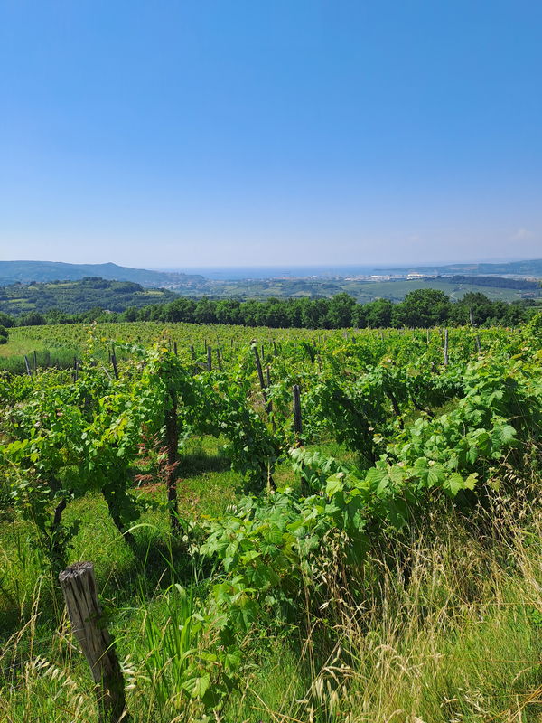 Lokacija: Obalno - kraška, Koper, Marezige