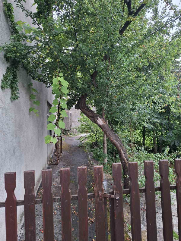 Lokacija: Notranjsko - kraška, Ilirska Bistrica, Dolnji Zemon