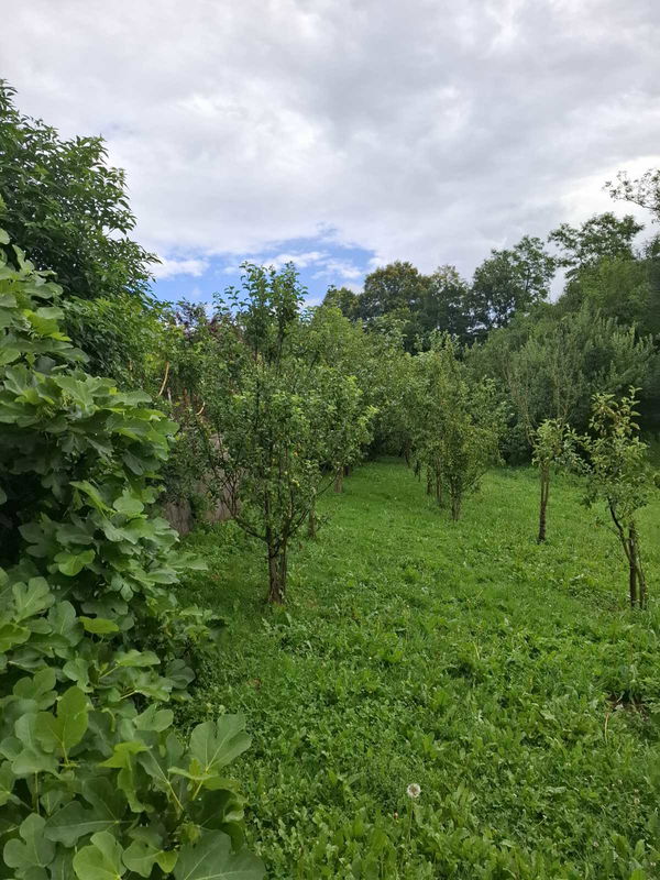 Lokacija: Notranjsko - kraška, Ilirska Bistrica, Dolnji Zemon