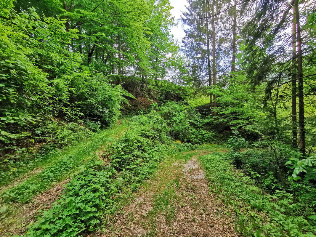 Lokacija: Goriška, Cerkno, Plužnje